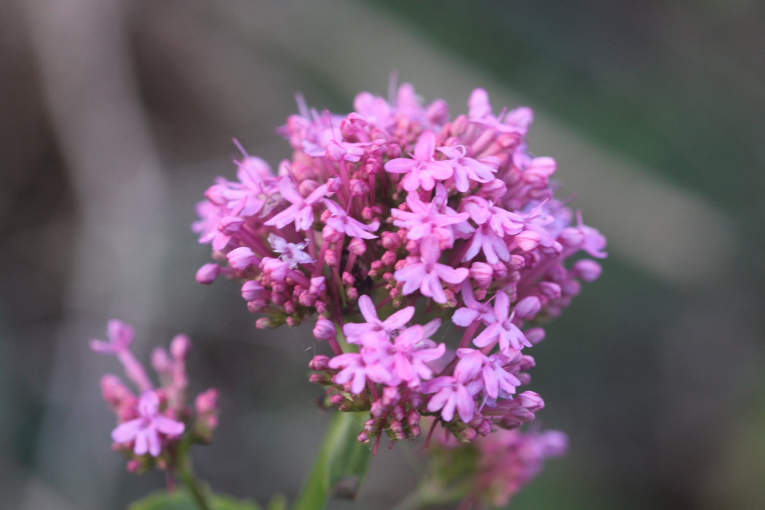 wildflowers 1.jpg