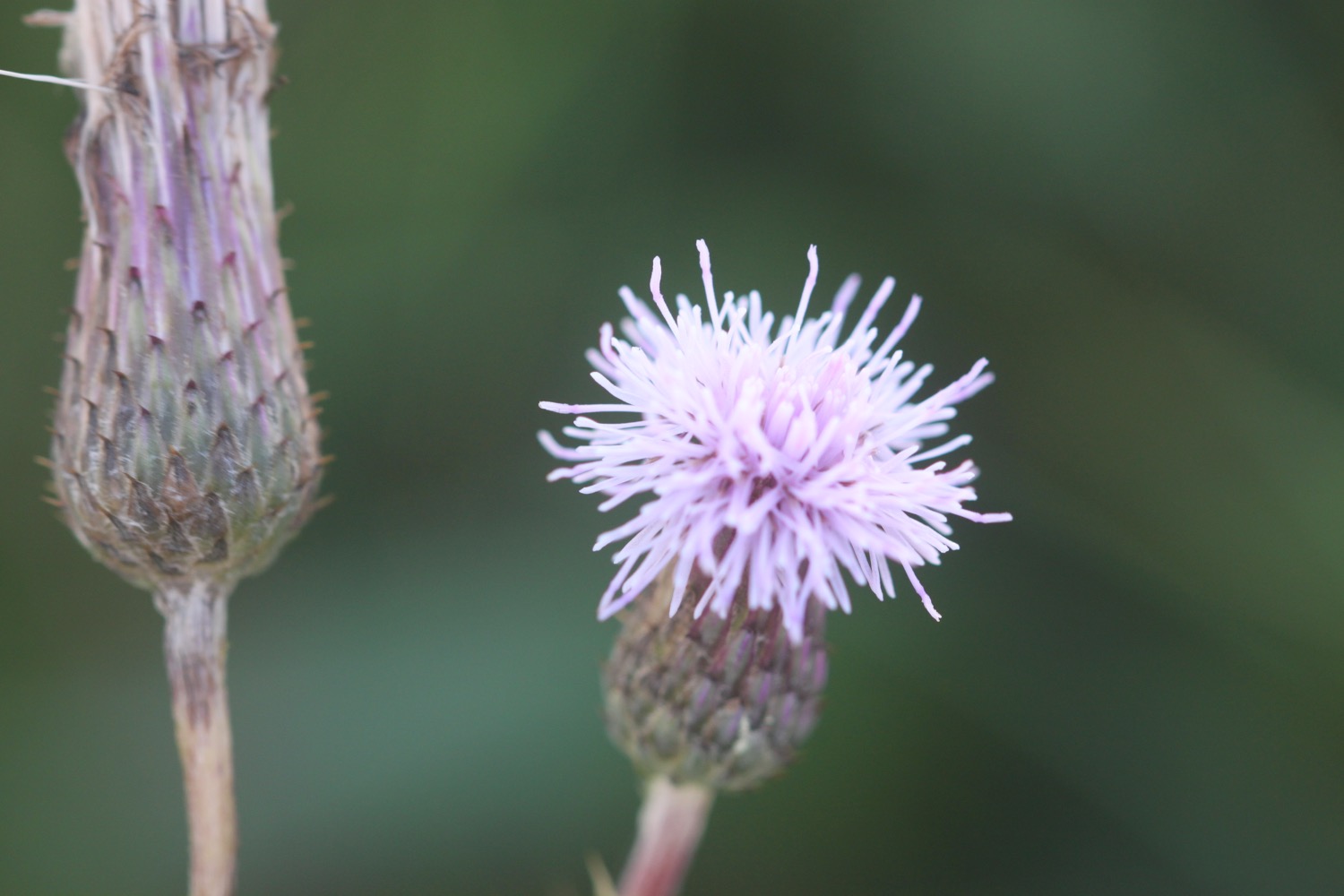 wildflowers 3.jpg