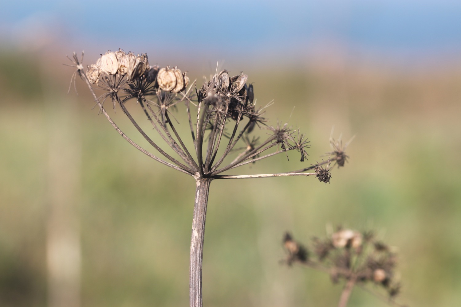 wildflowers 5.jpg