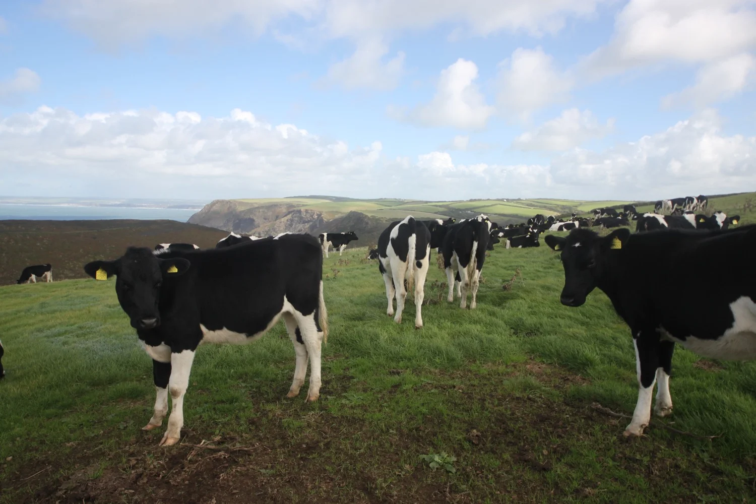 friendly herd of cows