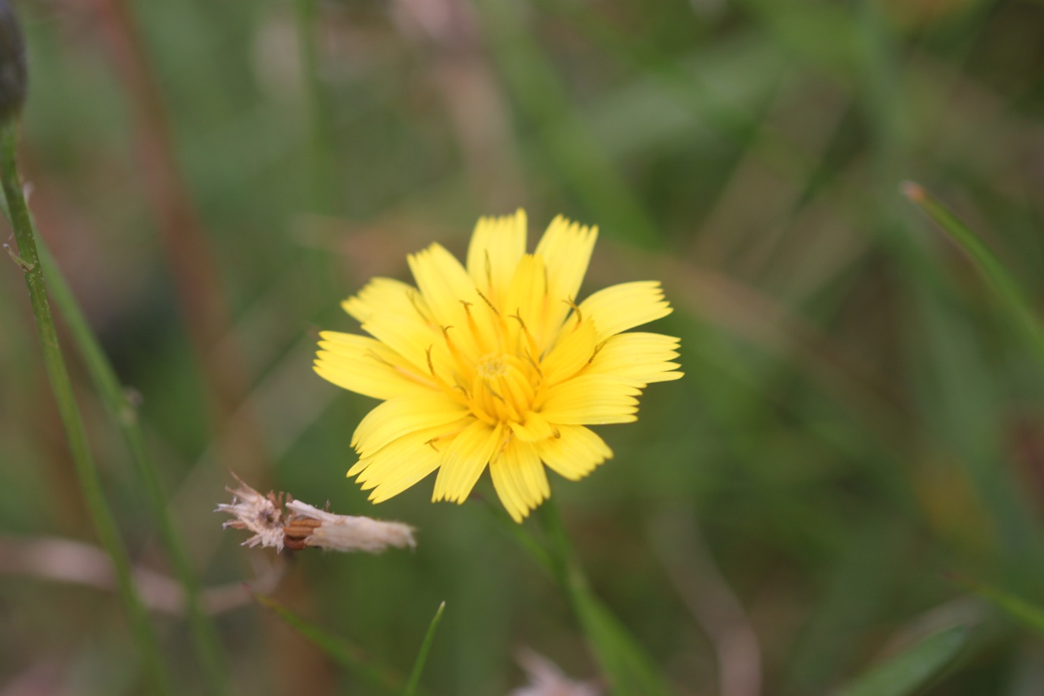 wildflowers 9.jpg