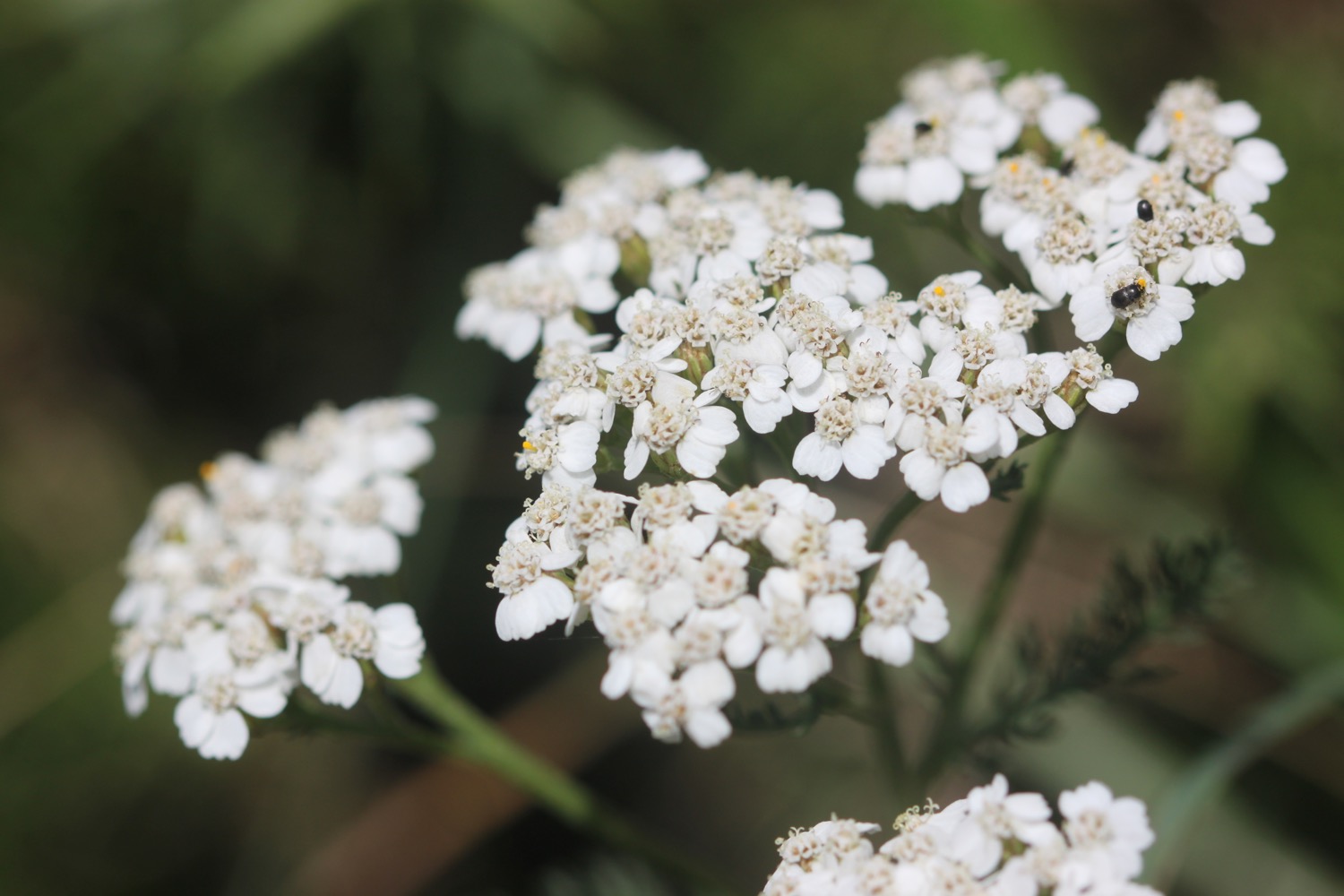 wildflowers 10.jpg