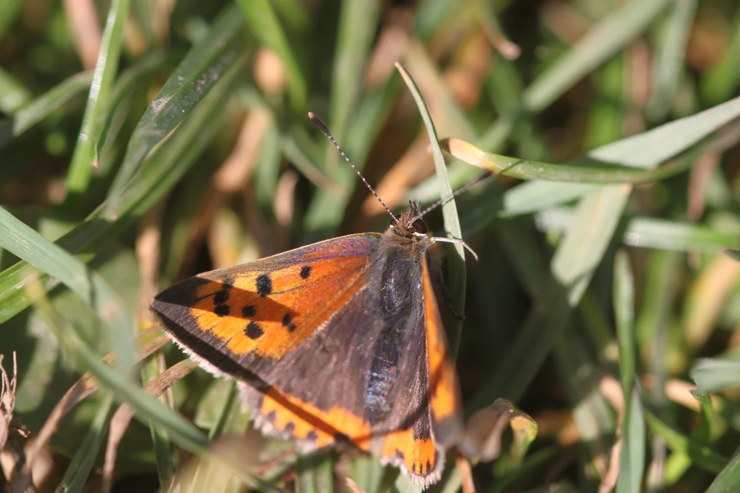 small copper butterfly