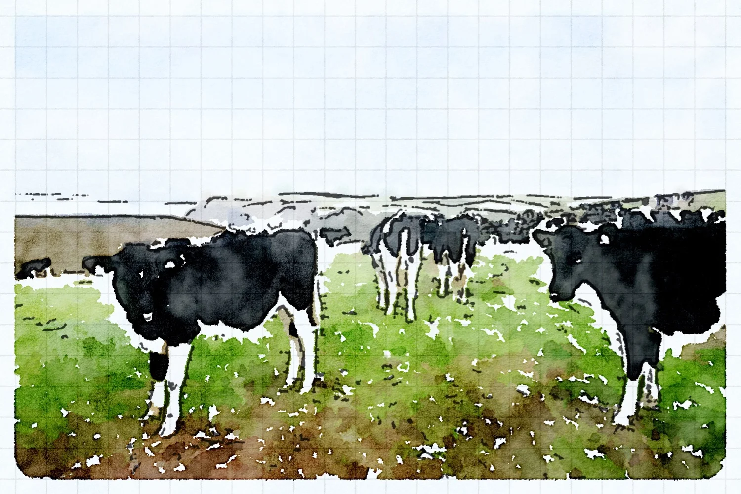 cows