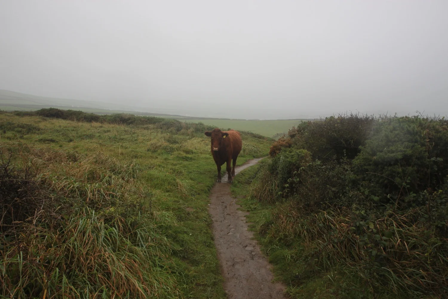 cow blocking the path