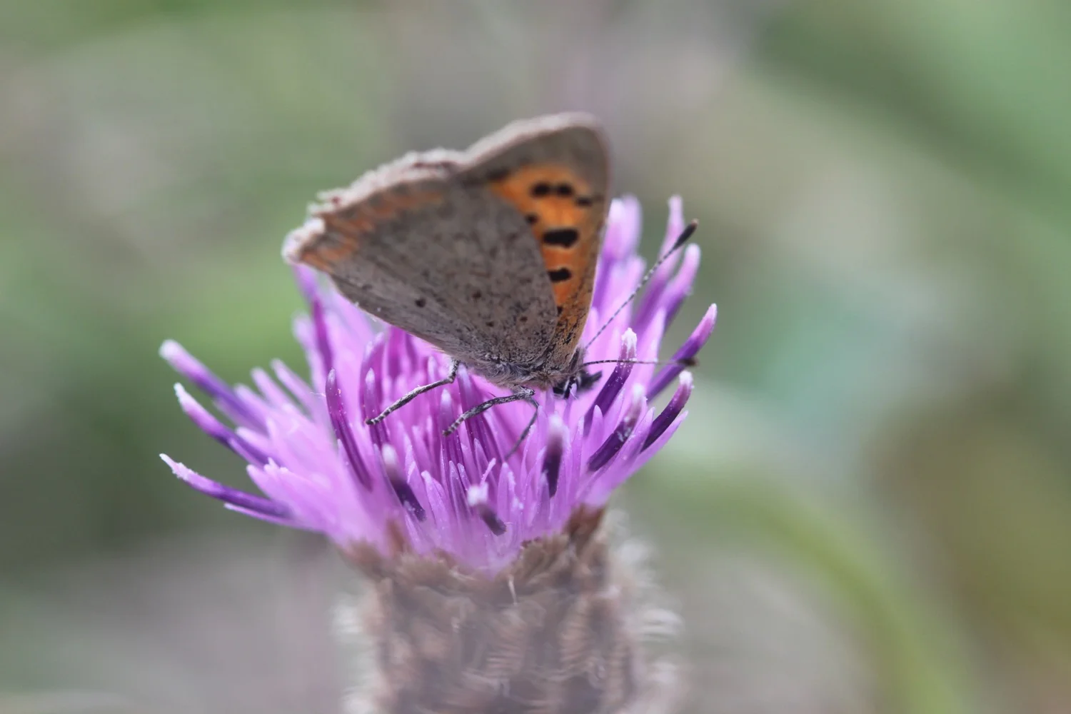 small copper butterfly