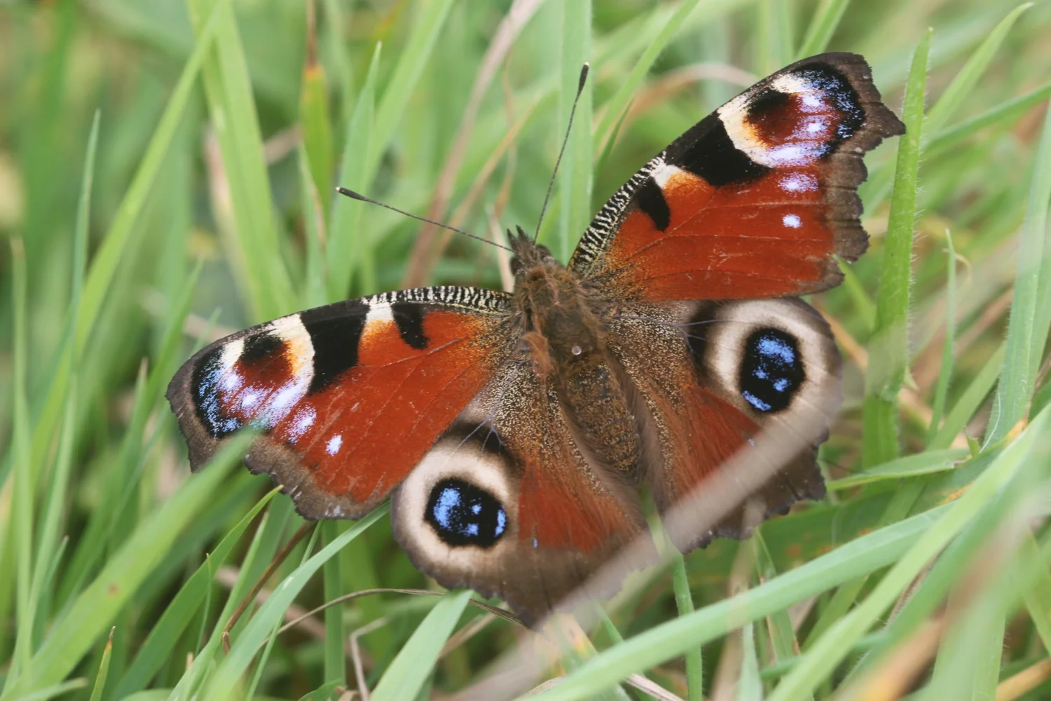 peacock butterfly