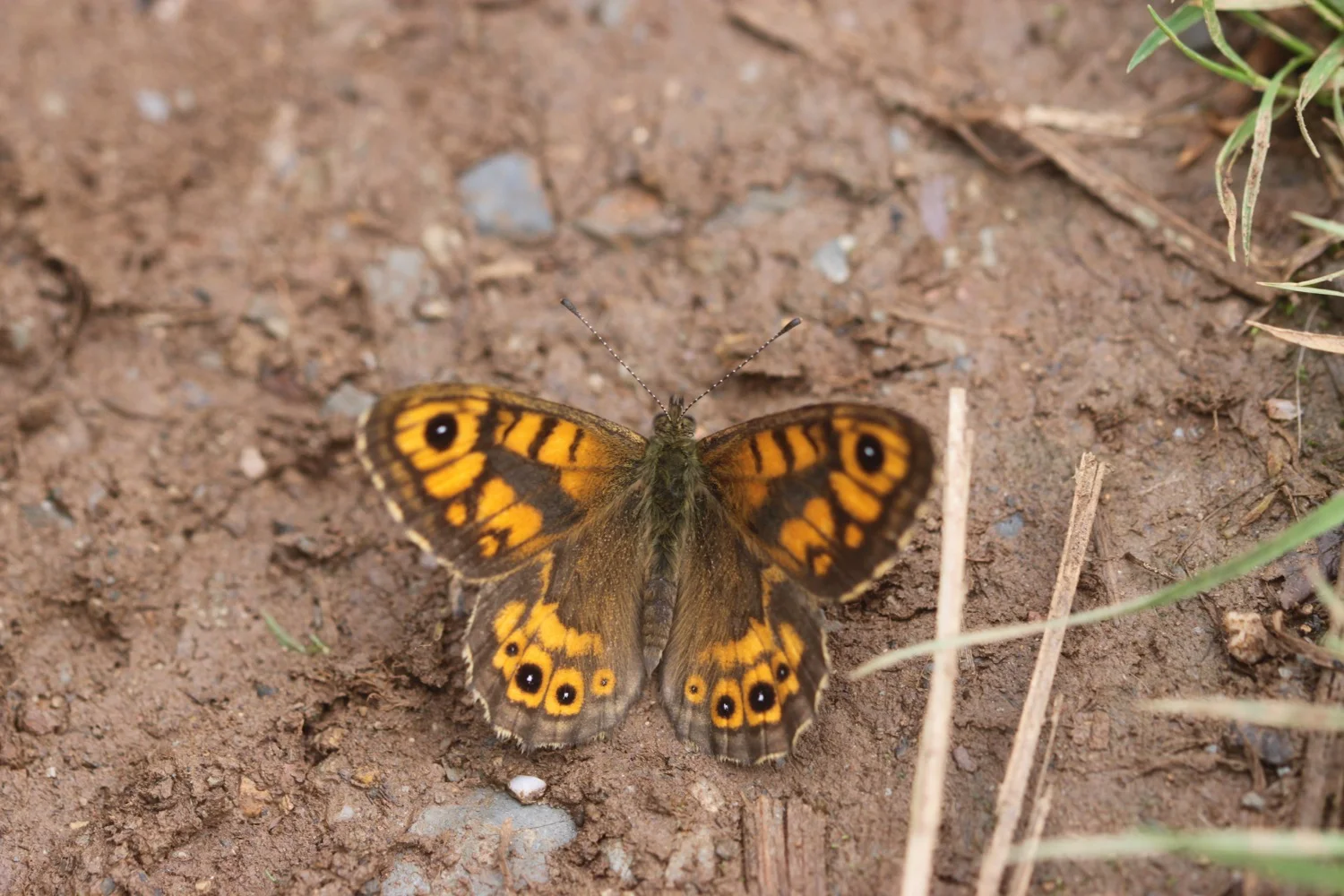 wall butterfly