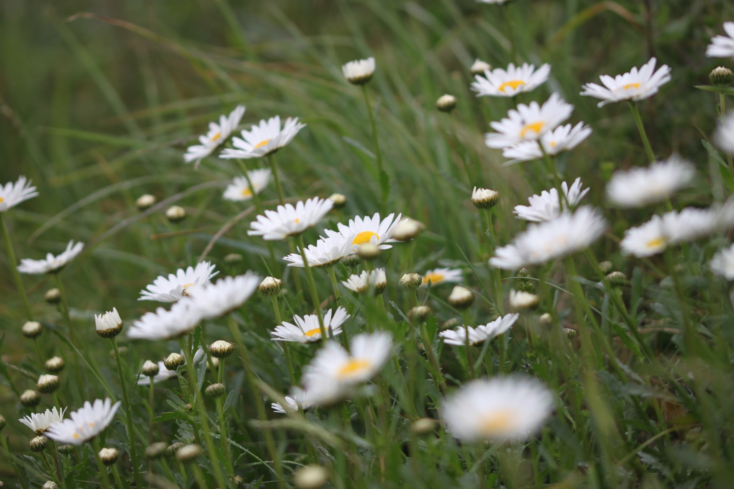 wildflowers 11.jpg