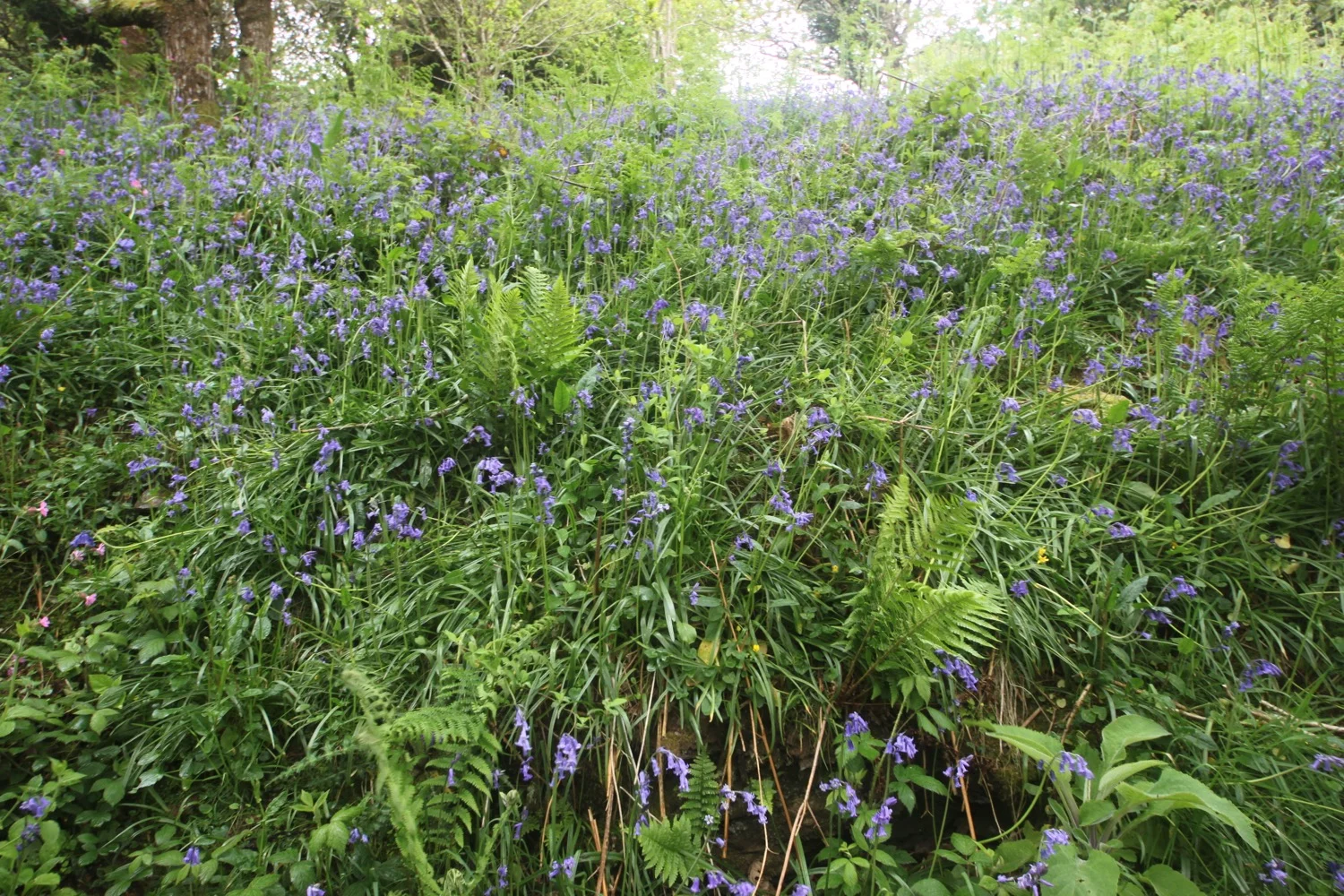 bluebells everywhere