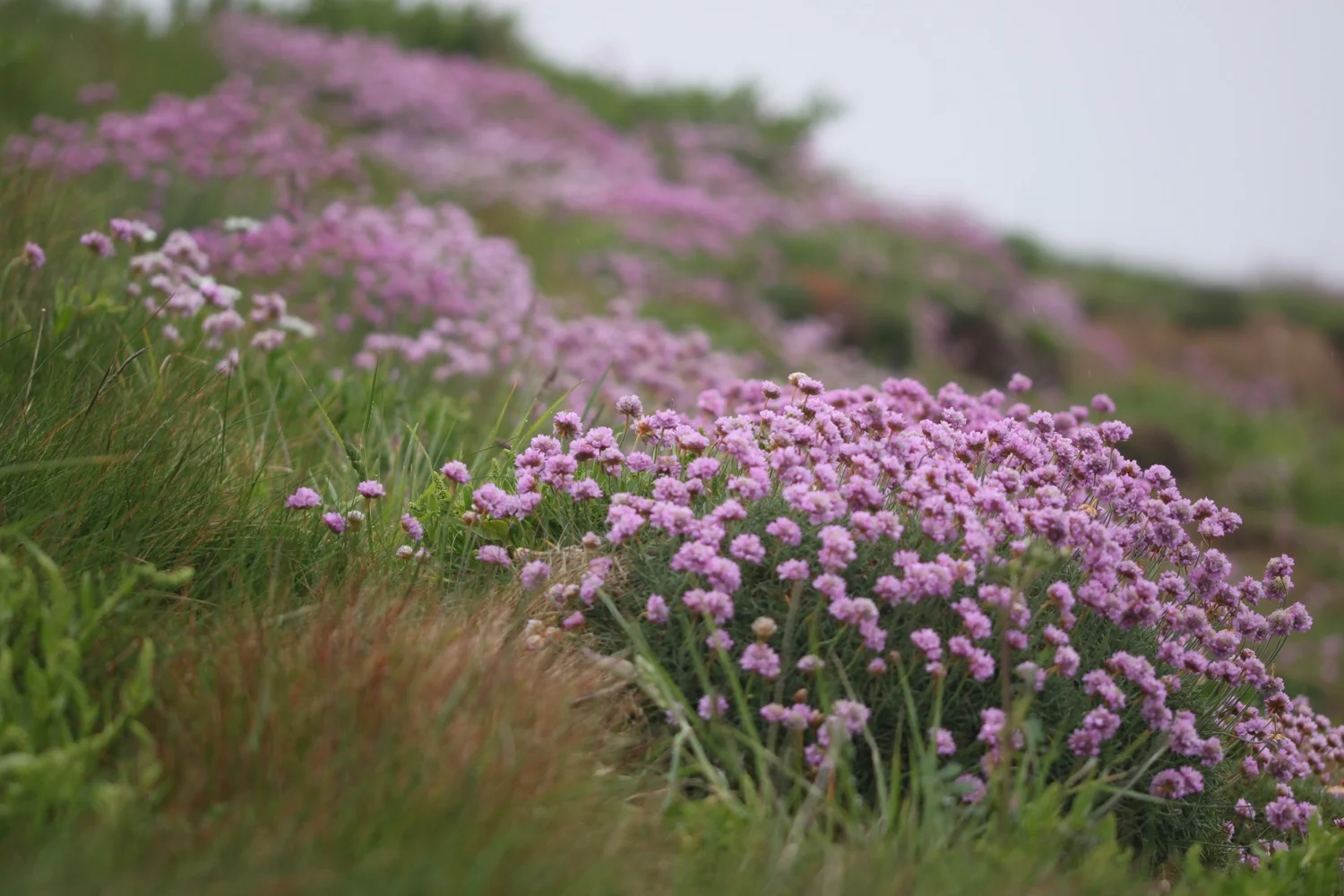 sea thrift