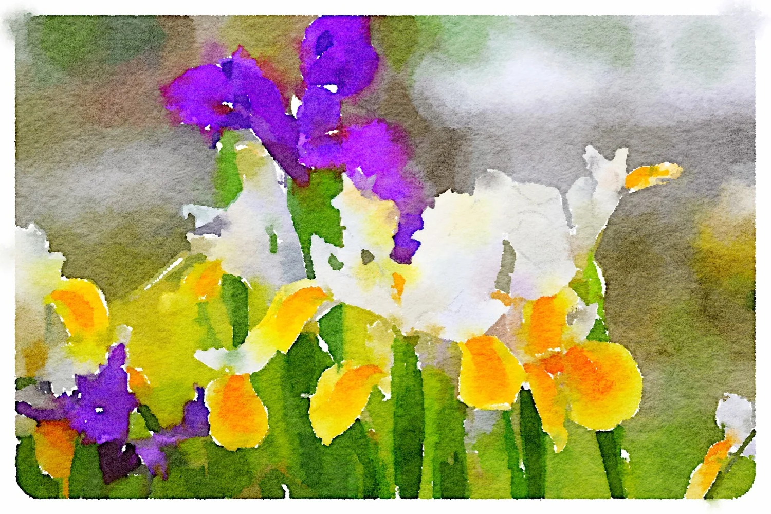 irises