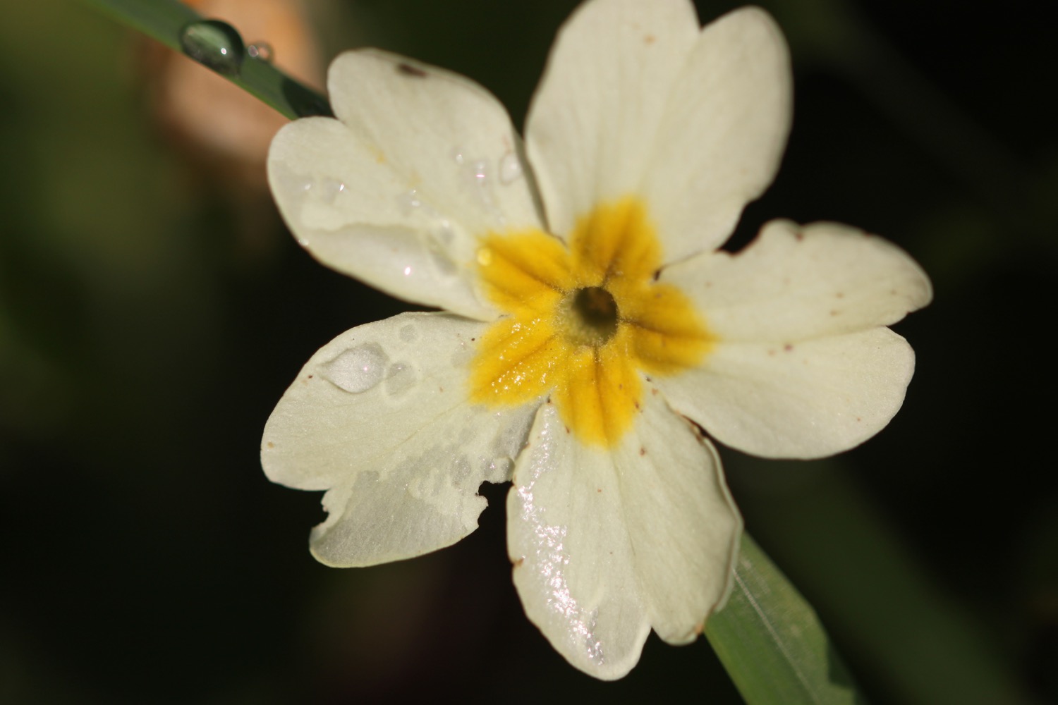 wildflowers 1.jpg