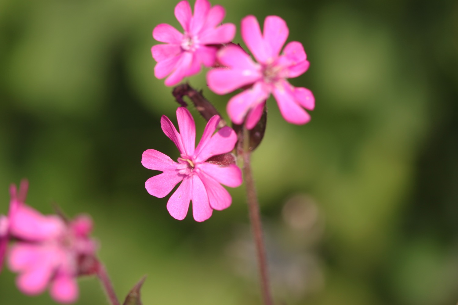 wildflowers 2.jpg