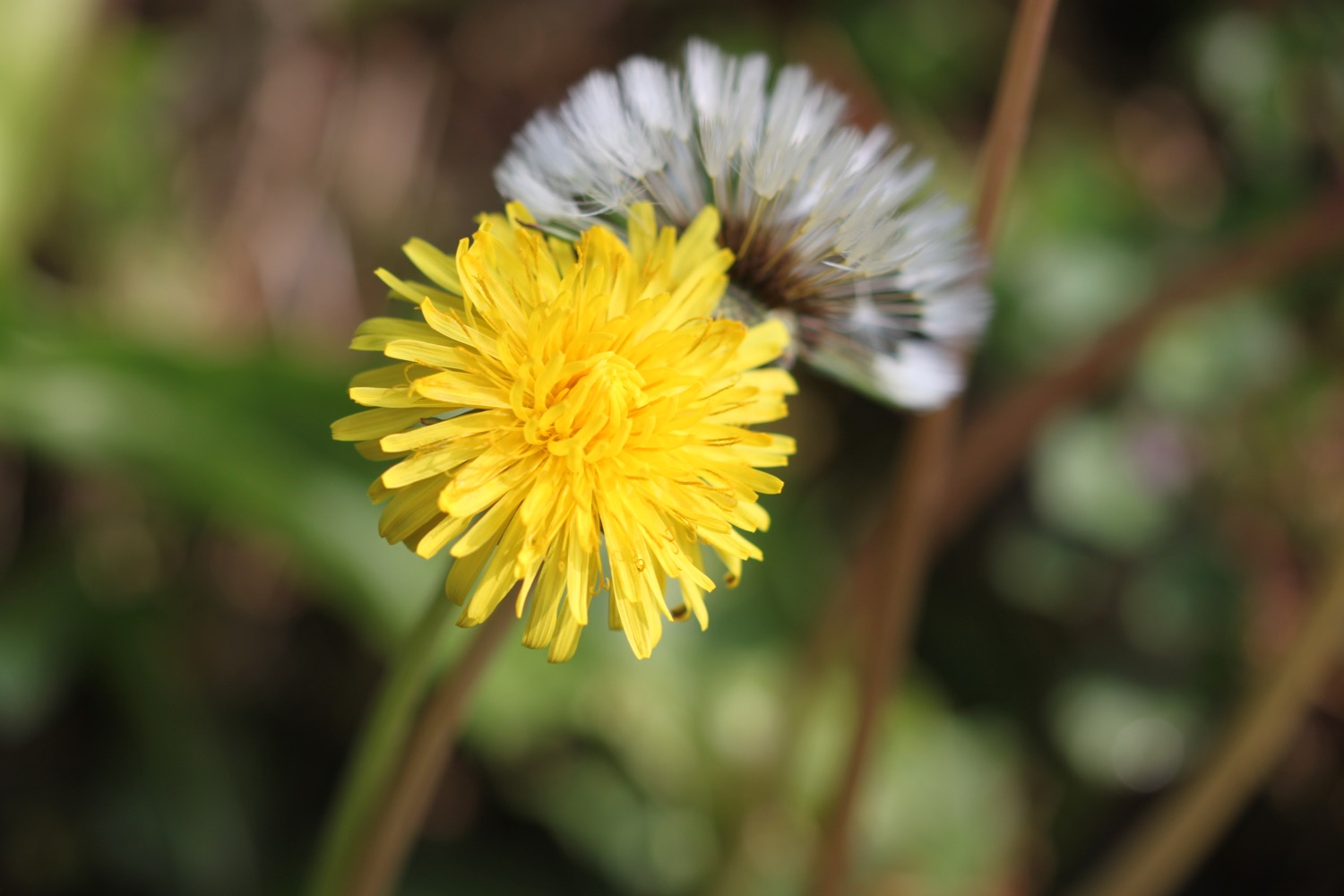 wildflowers 3.jpg