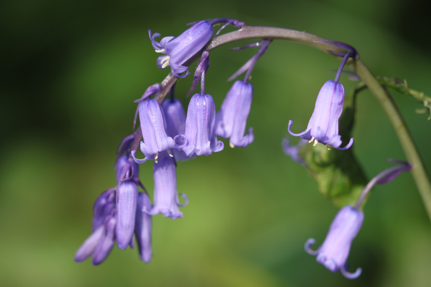 wildflowers 4.jpg