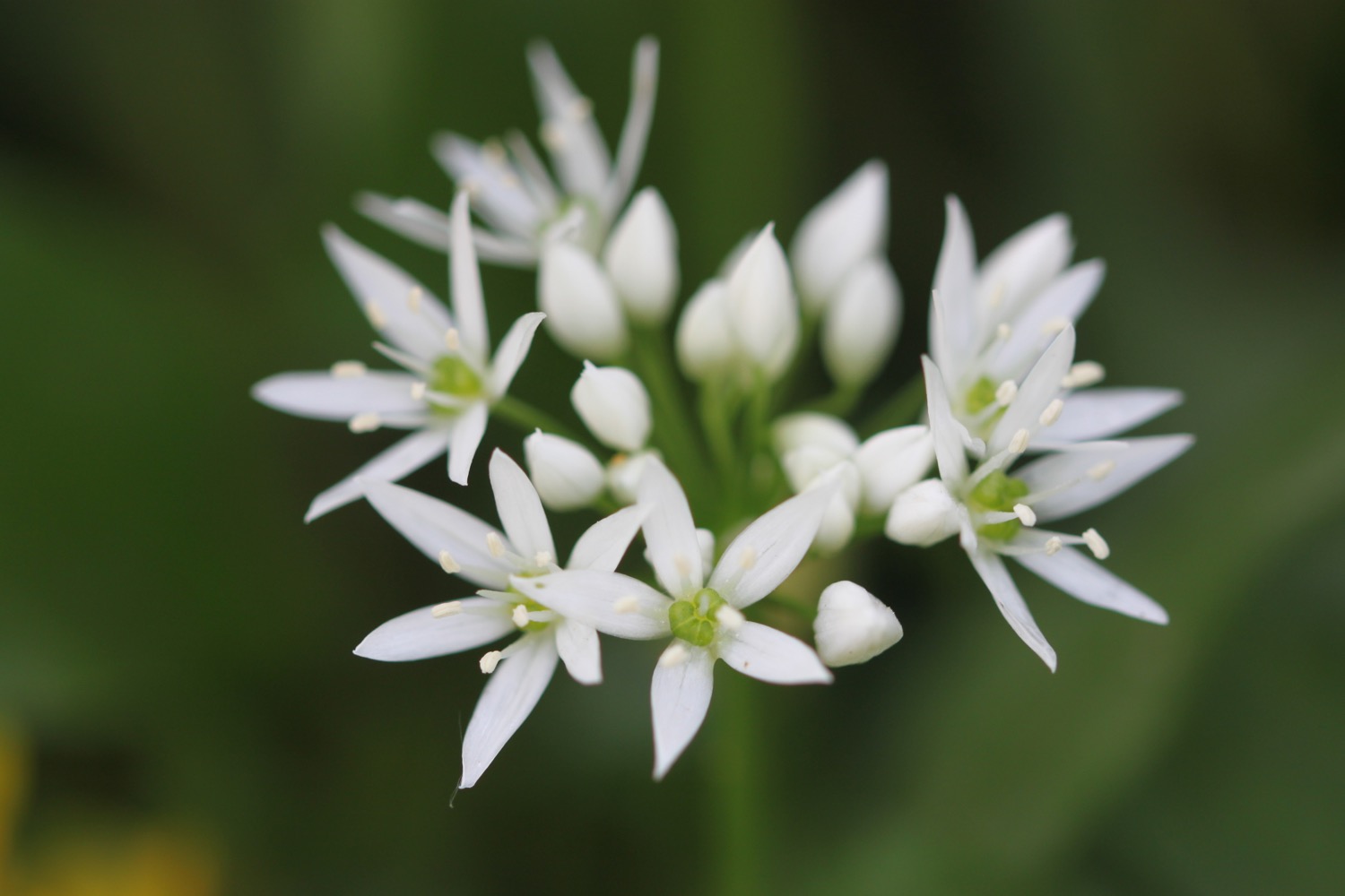 wildflowers 6.jpg