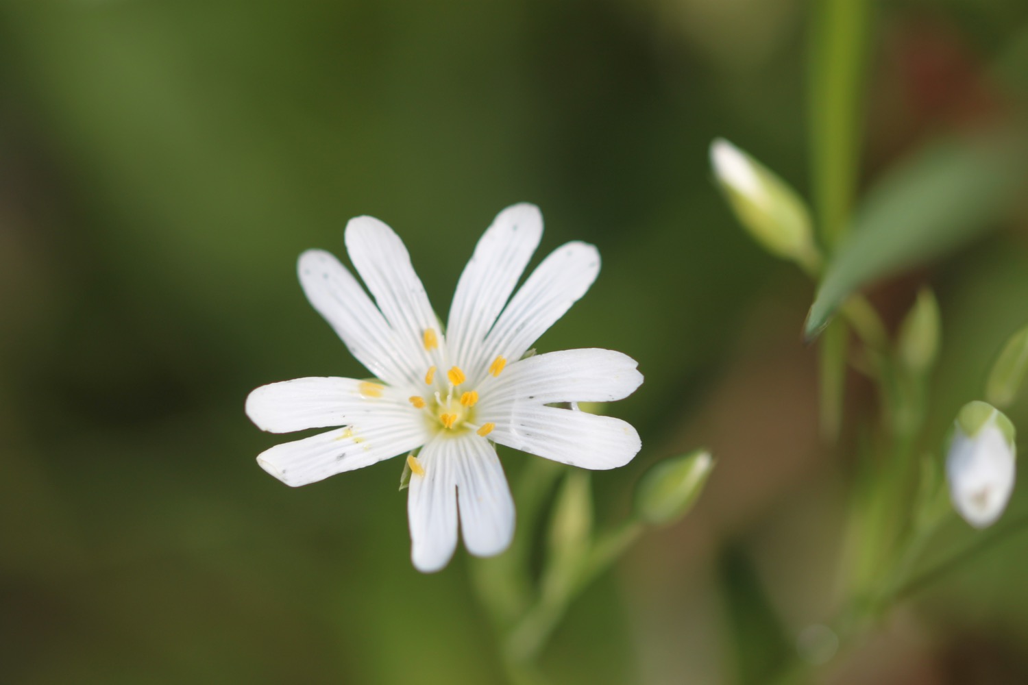 wildflowers 8.jpg