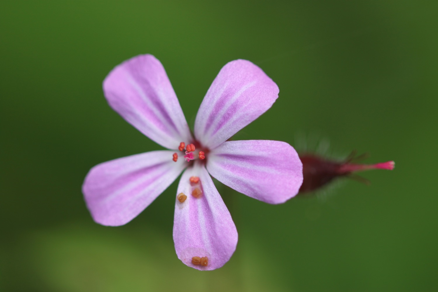 wildflowers 9.jpg