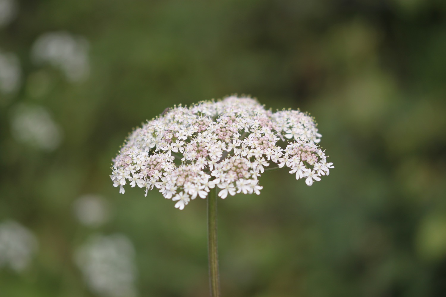 wildflowers 10.jpg