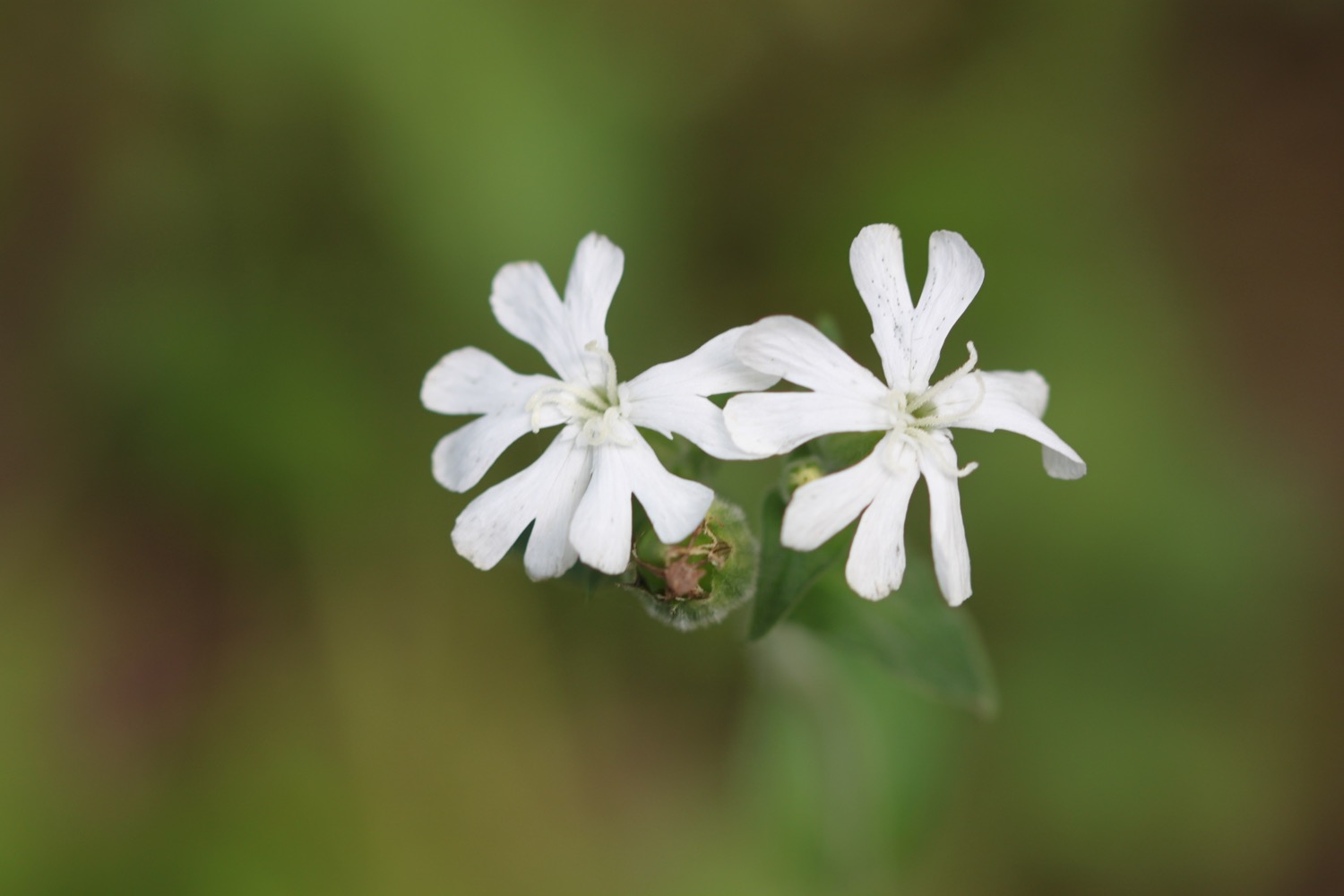 wildflowers 11.jpg