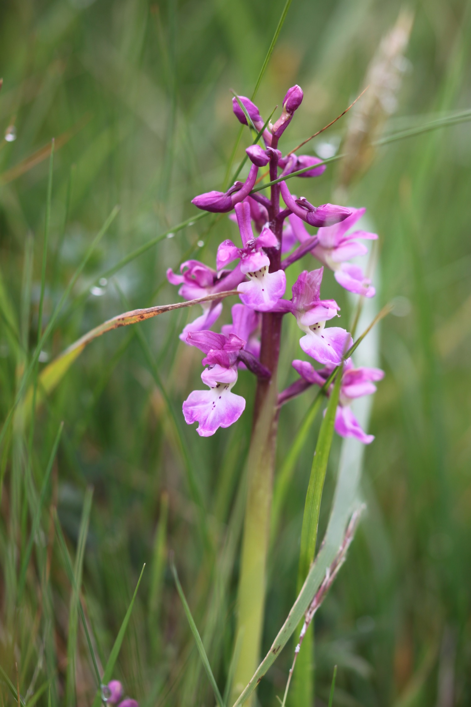 orchids 1.jpg