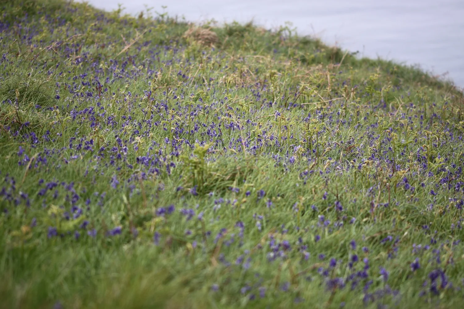 bluebells