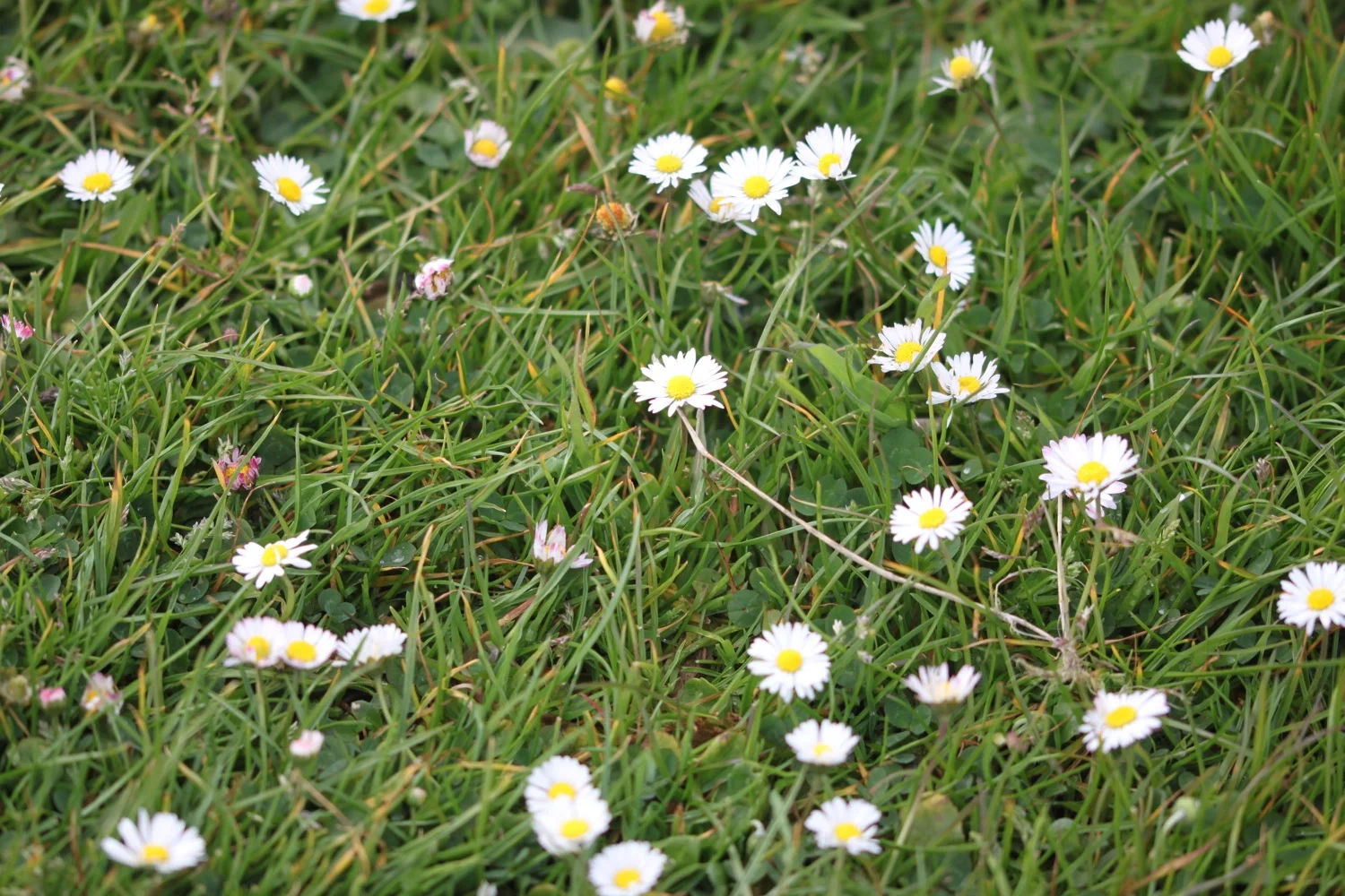 daisies