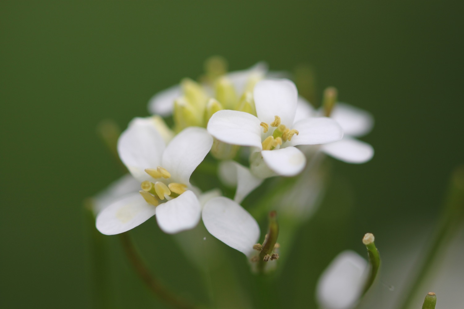 wildflowers 19.jpg