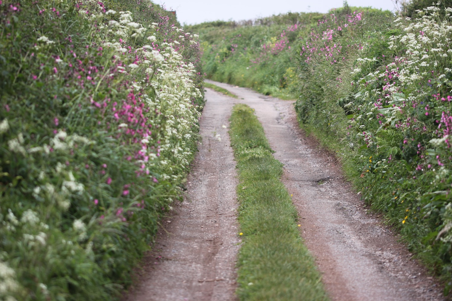 footpath full of wildflowers