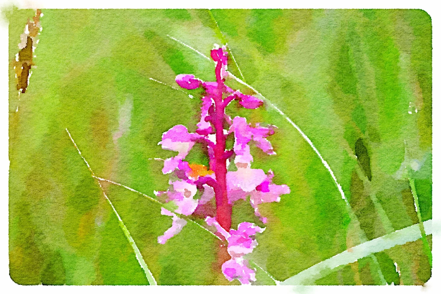 early purple orchid