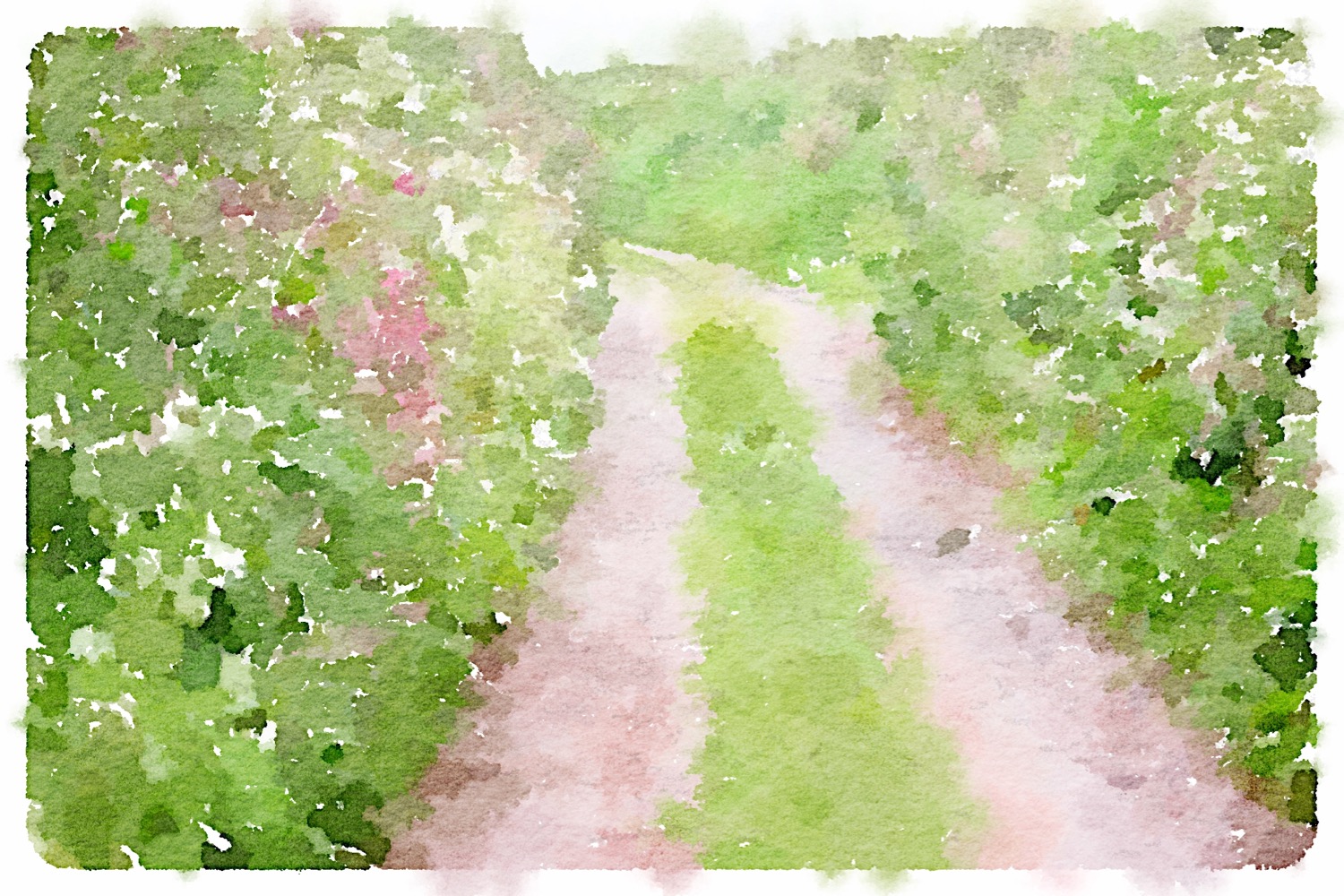 footpath full of wildflowers