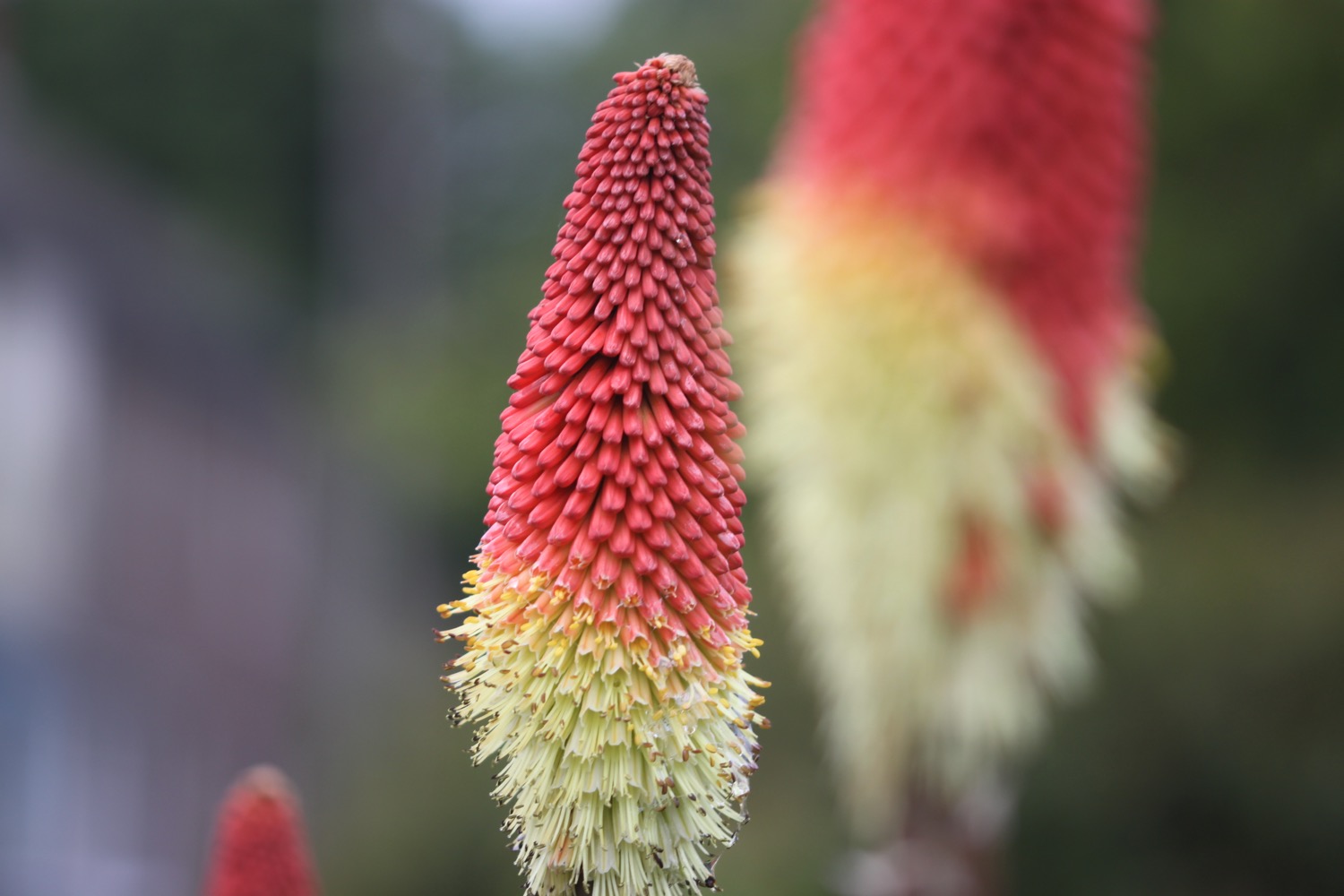 red hot pokers 1.jpg