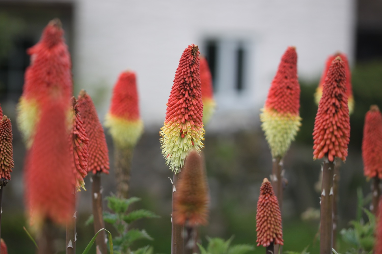 red hot pokers 4.jpg