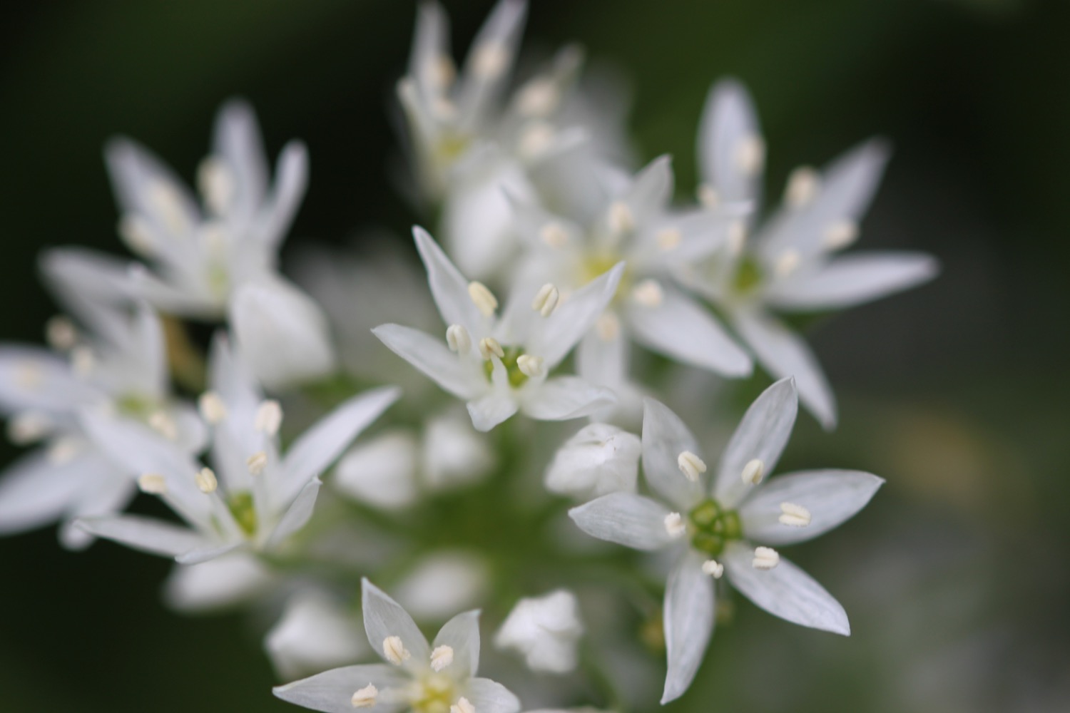 wildflowers 1.jpg