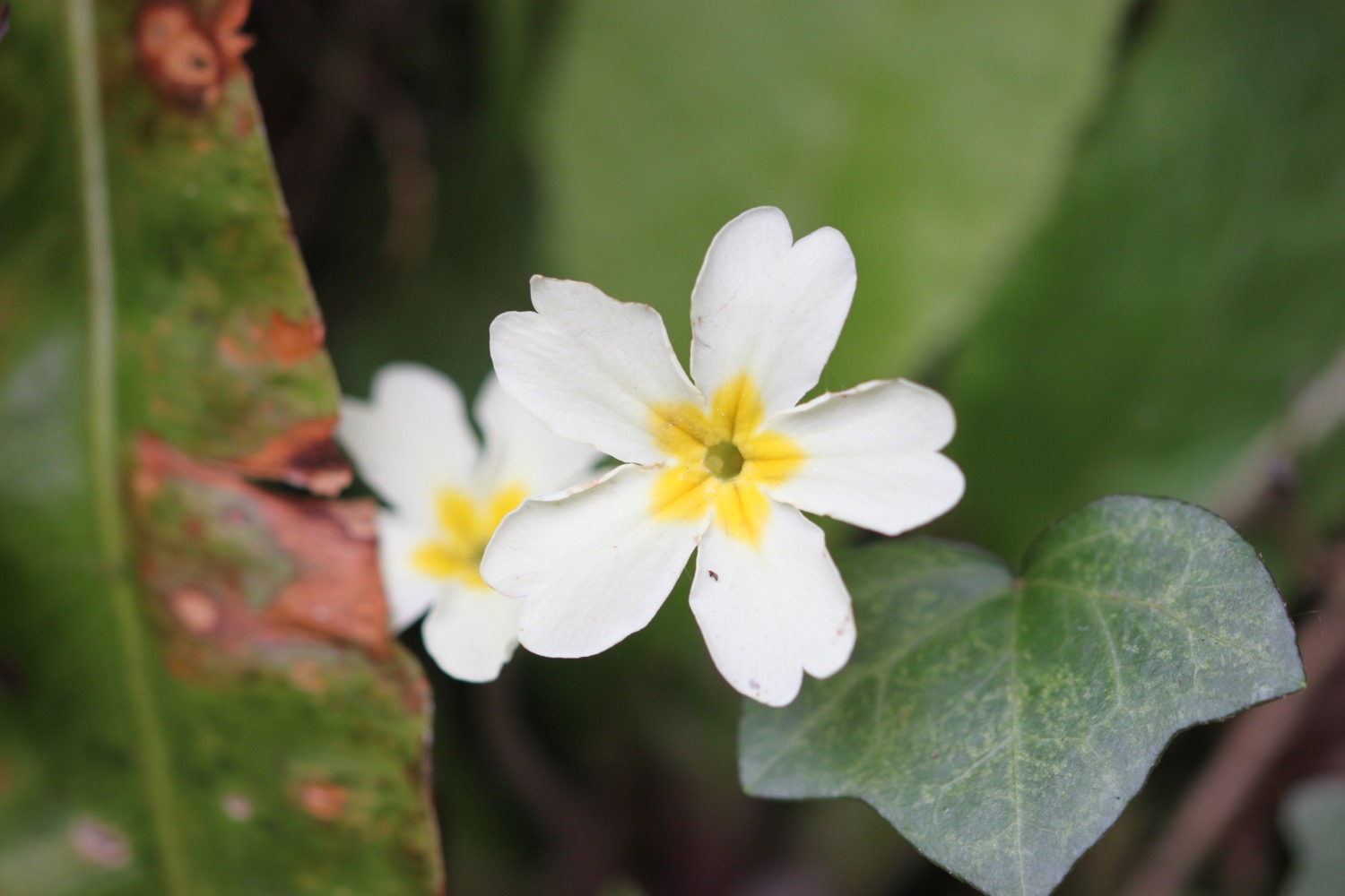 wildflowers 4.jpg