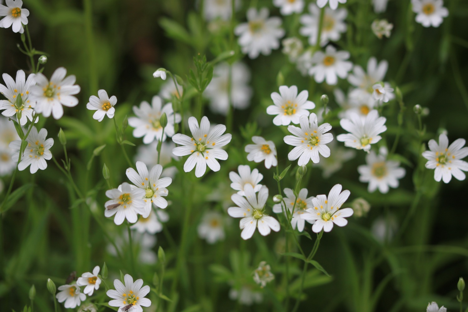 wildflowers 3.jpg