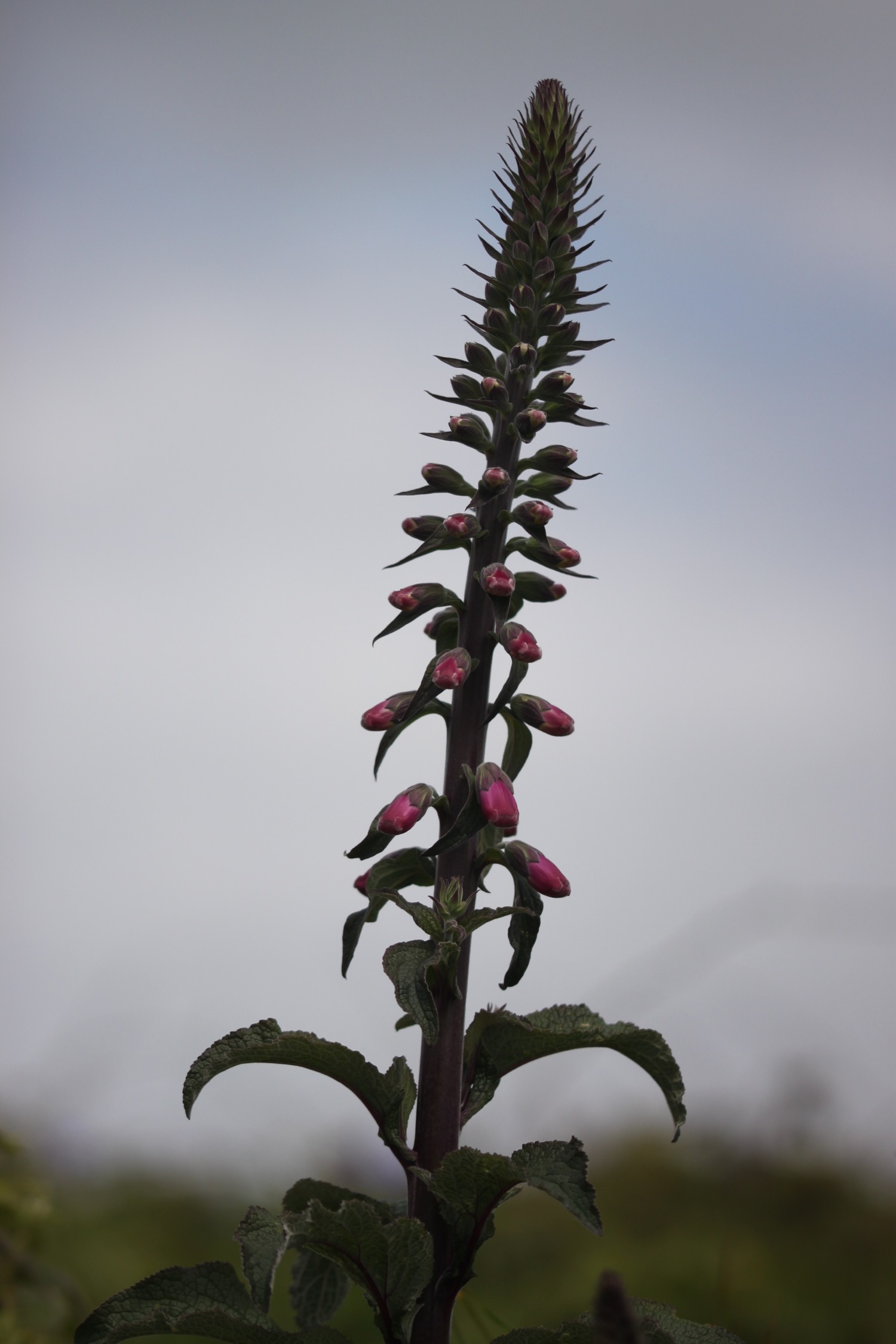 wildflowers 20.jpg