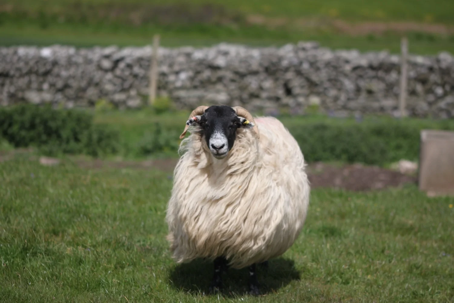 sheep