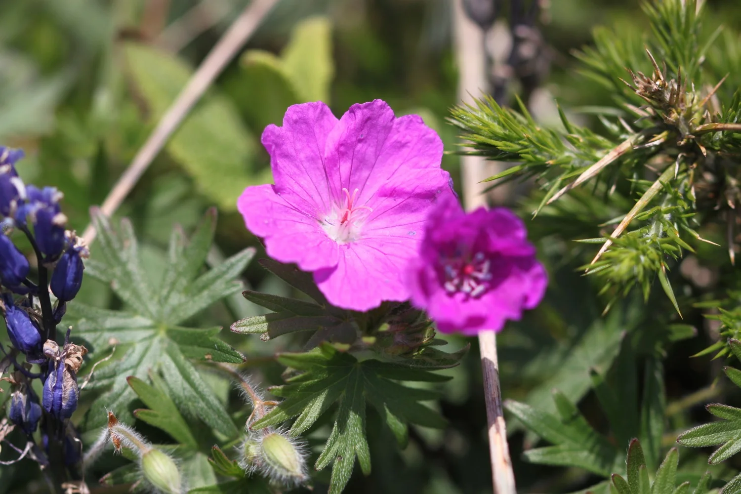 bloody crane's-bill