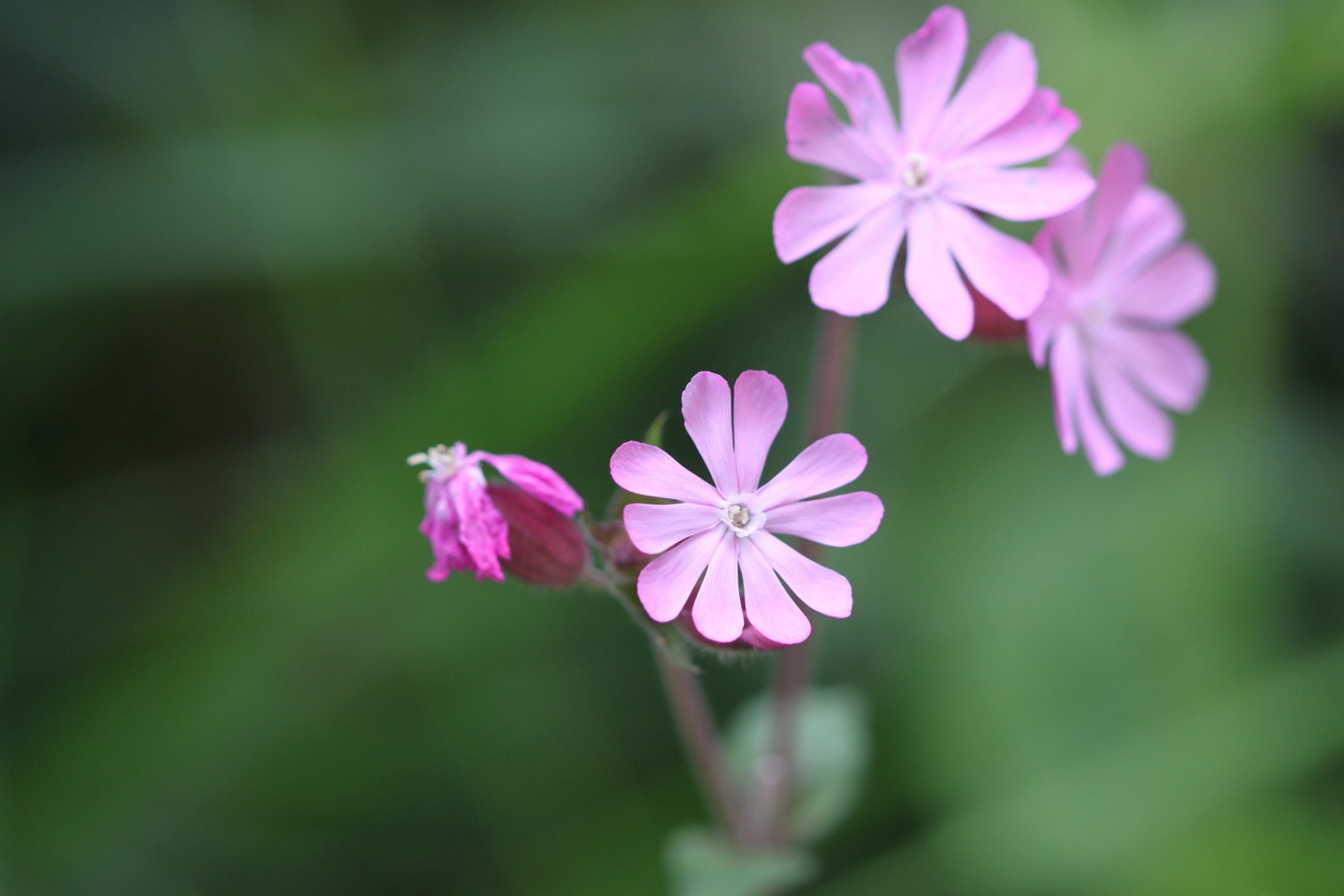 wildflowers 25.jpg