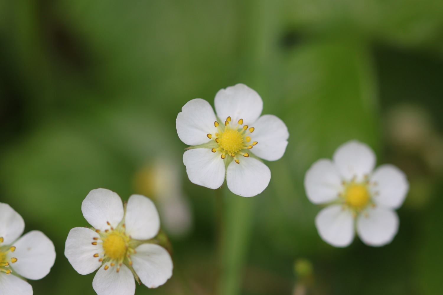 wildflowers 26.jpg