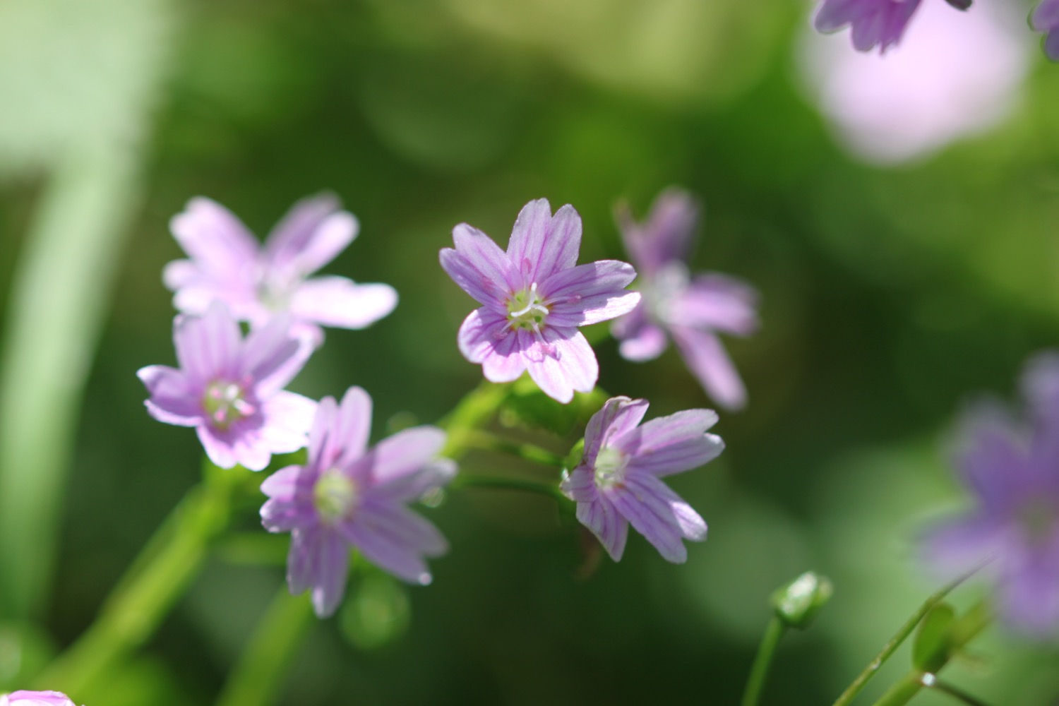 wildflowers 32.jpg