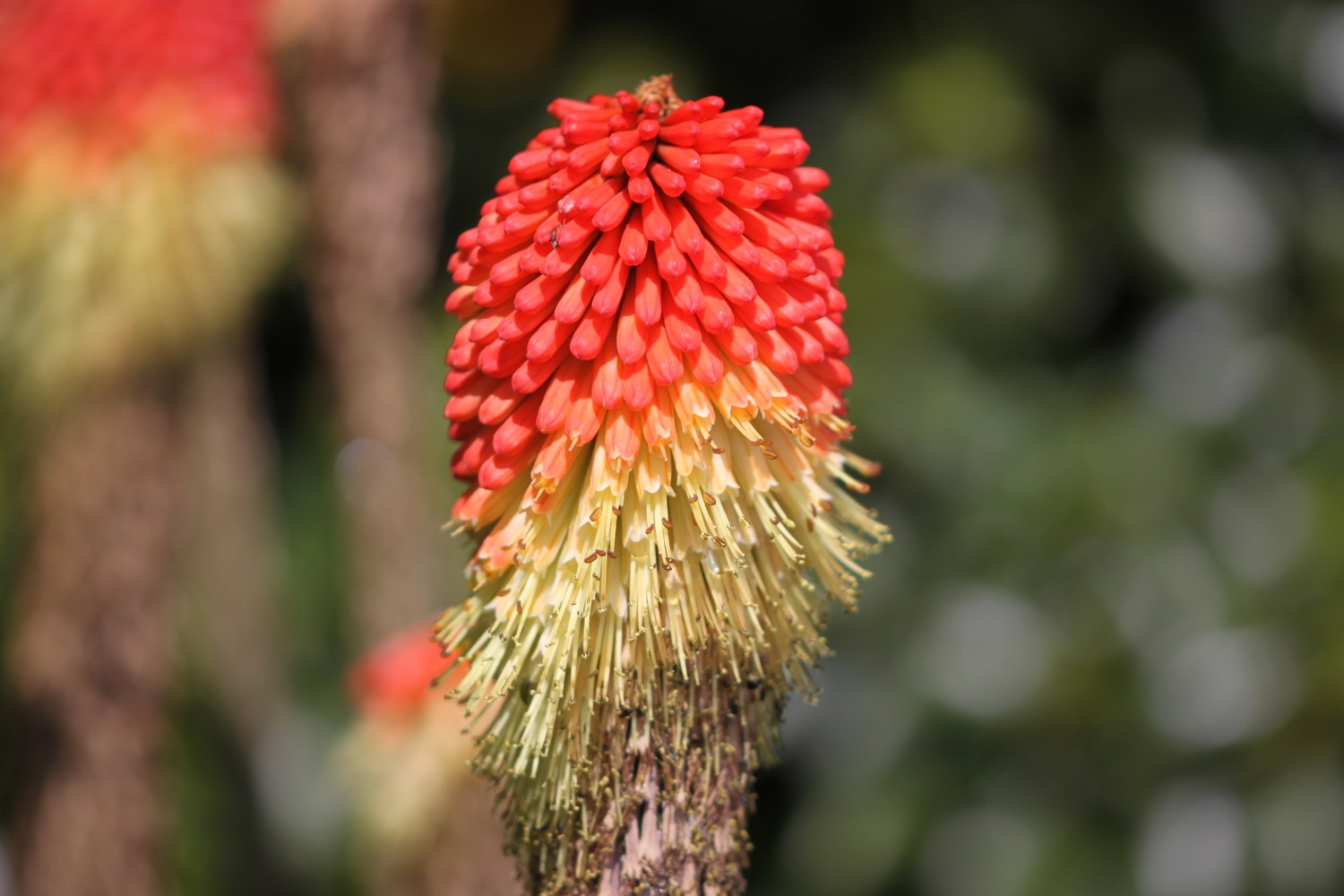 red hot pokers 5.jpg