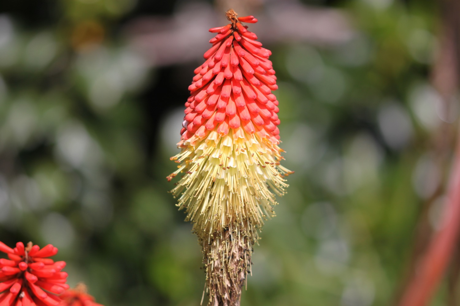 red hot pokers 6.jpg