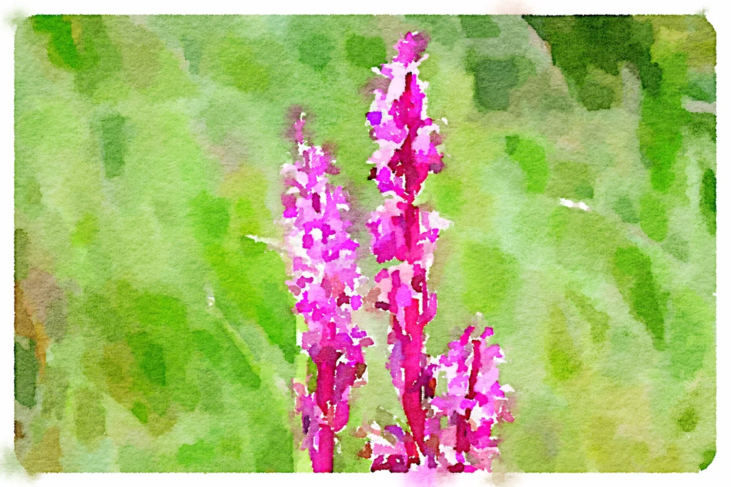 early purple orchids
