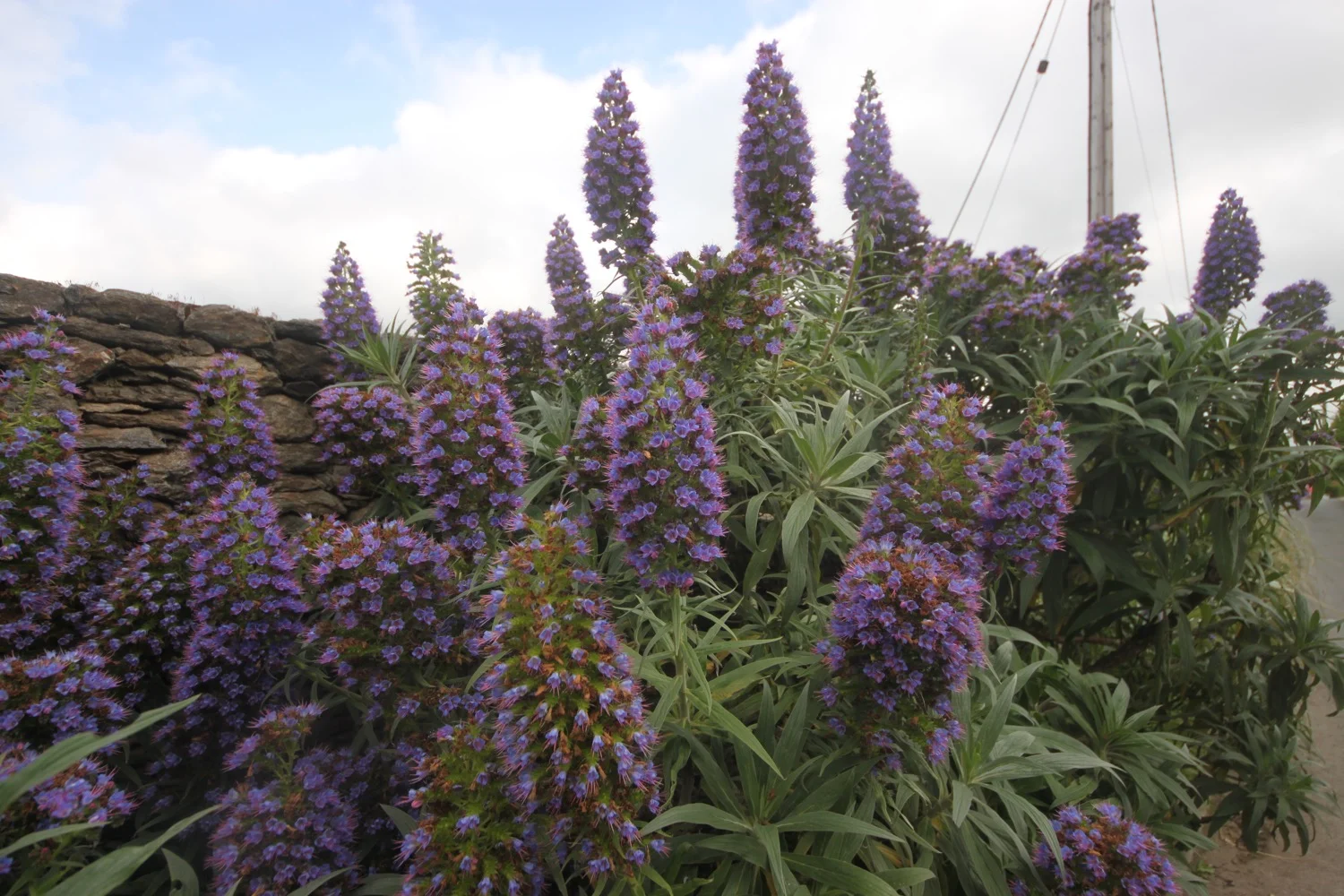 stumpy echiums