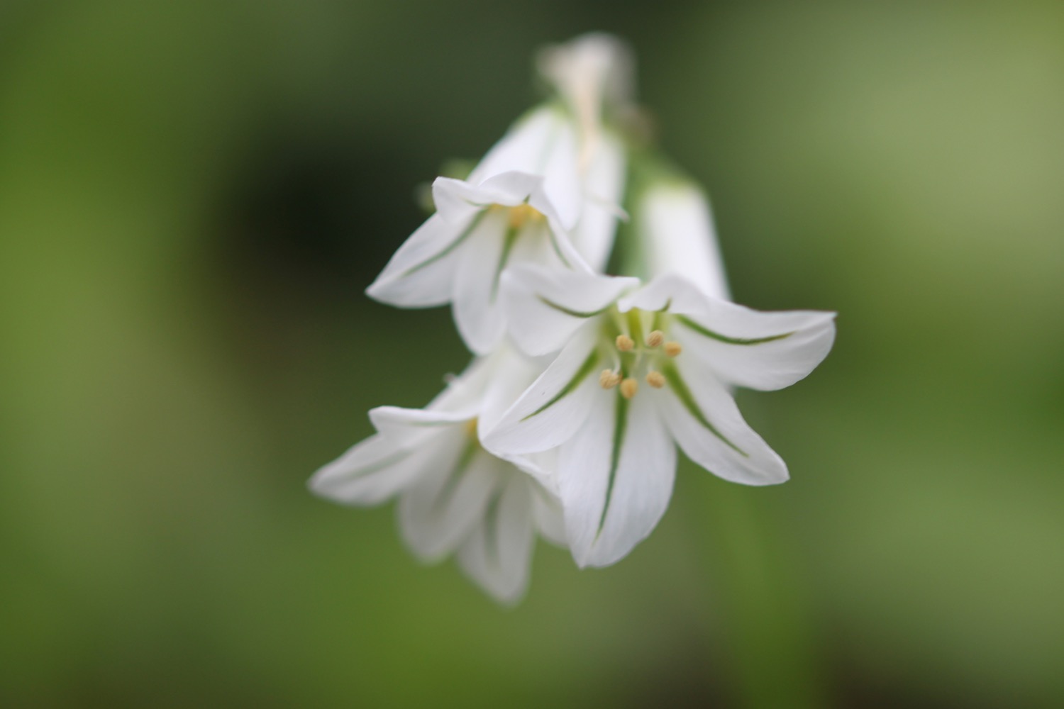 wildflowers 1.jpg