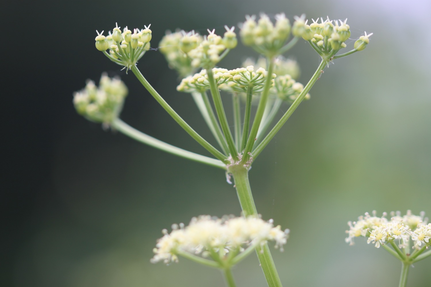 wildflowers 5.jpg