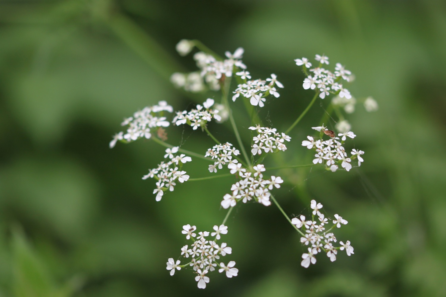 wildflowers 7.jpg